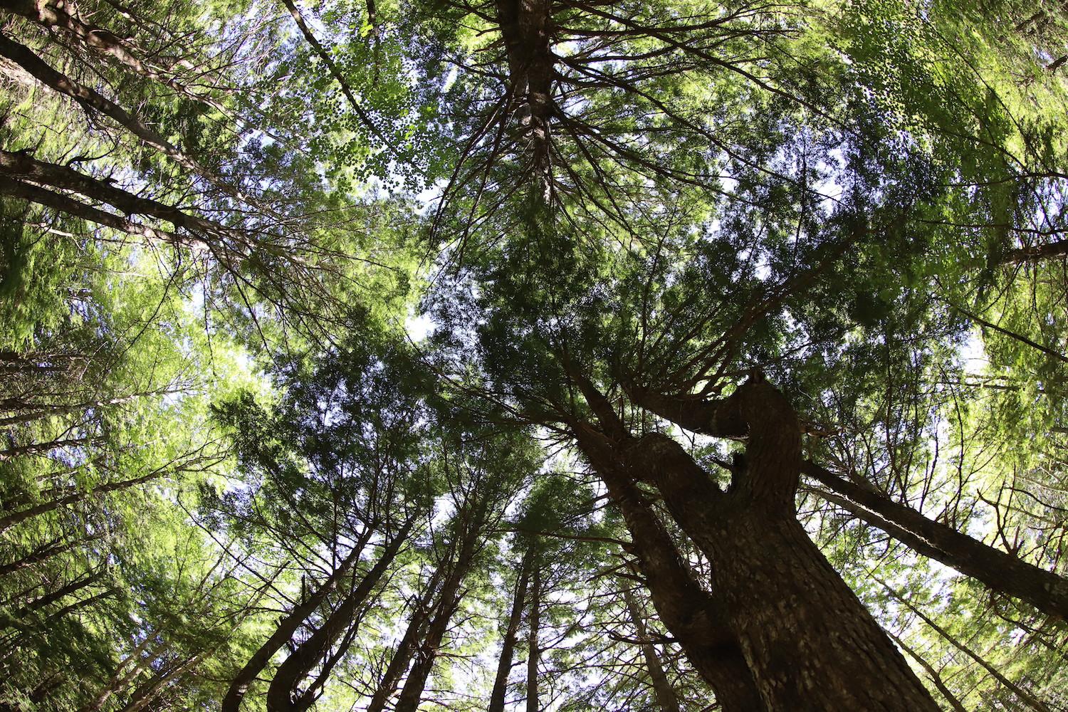 Kejimkujik National Park and National Historic Site visitors have a special relationship with old-growth hemlock stands.