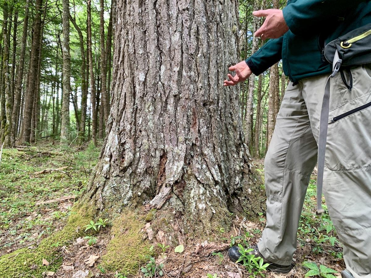 Parks Canada ecologist Matt Smith demonstrates how hemlocks are injected with insecticide.