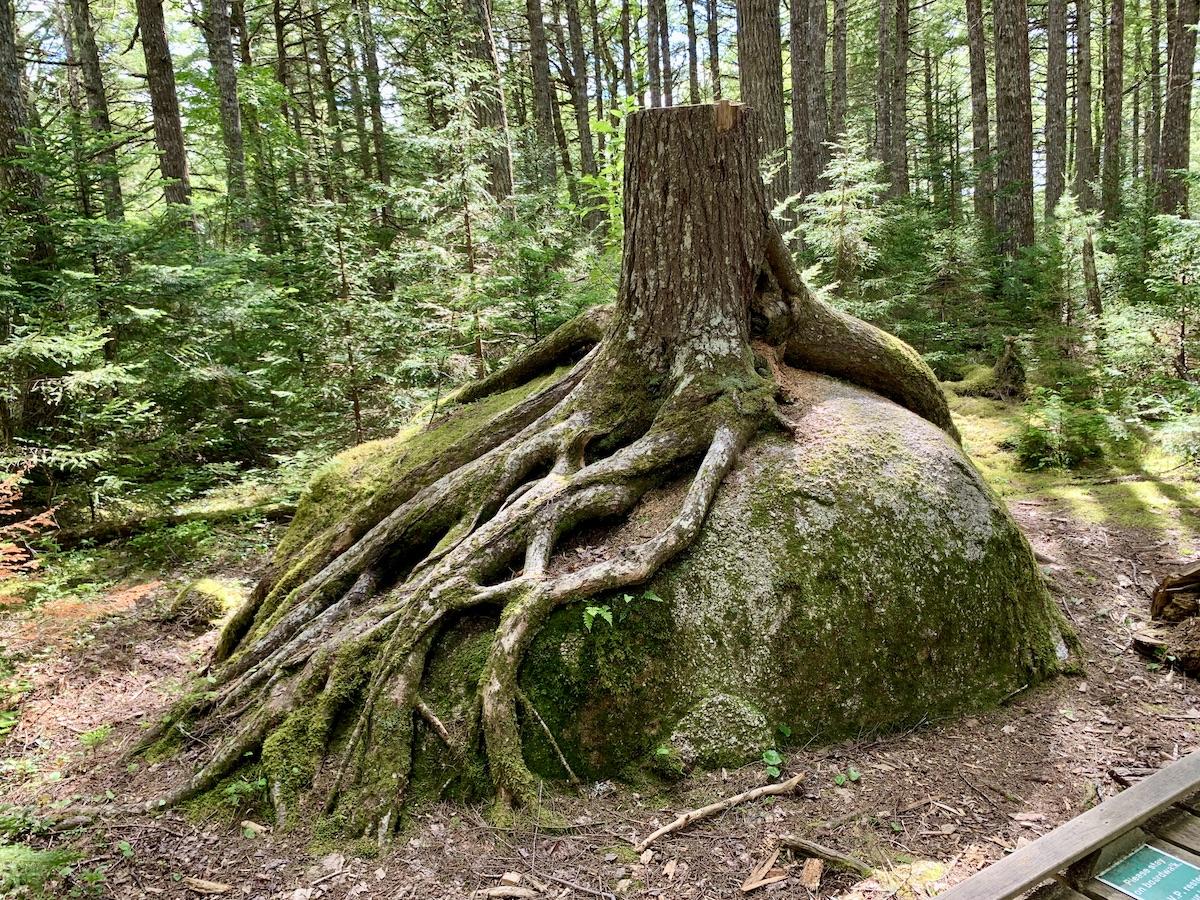 Only a stump remains where an iconic hemlock once grew on a boulder.