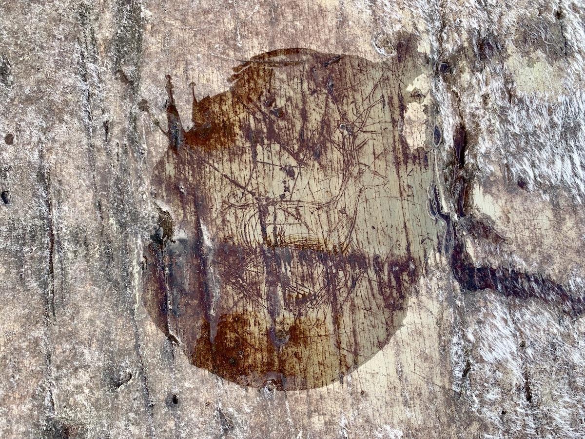 One of the Mi'kmaq petroglyphs carved into the rock on the shore of Kejimkujik Lake.