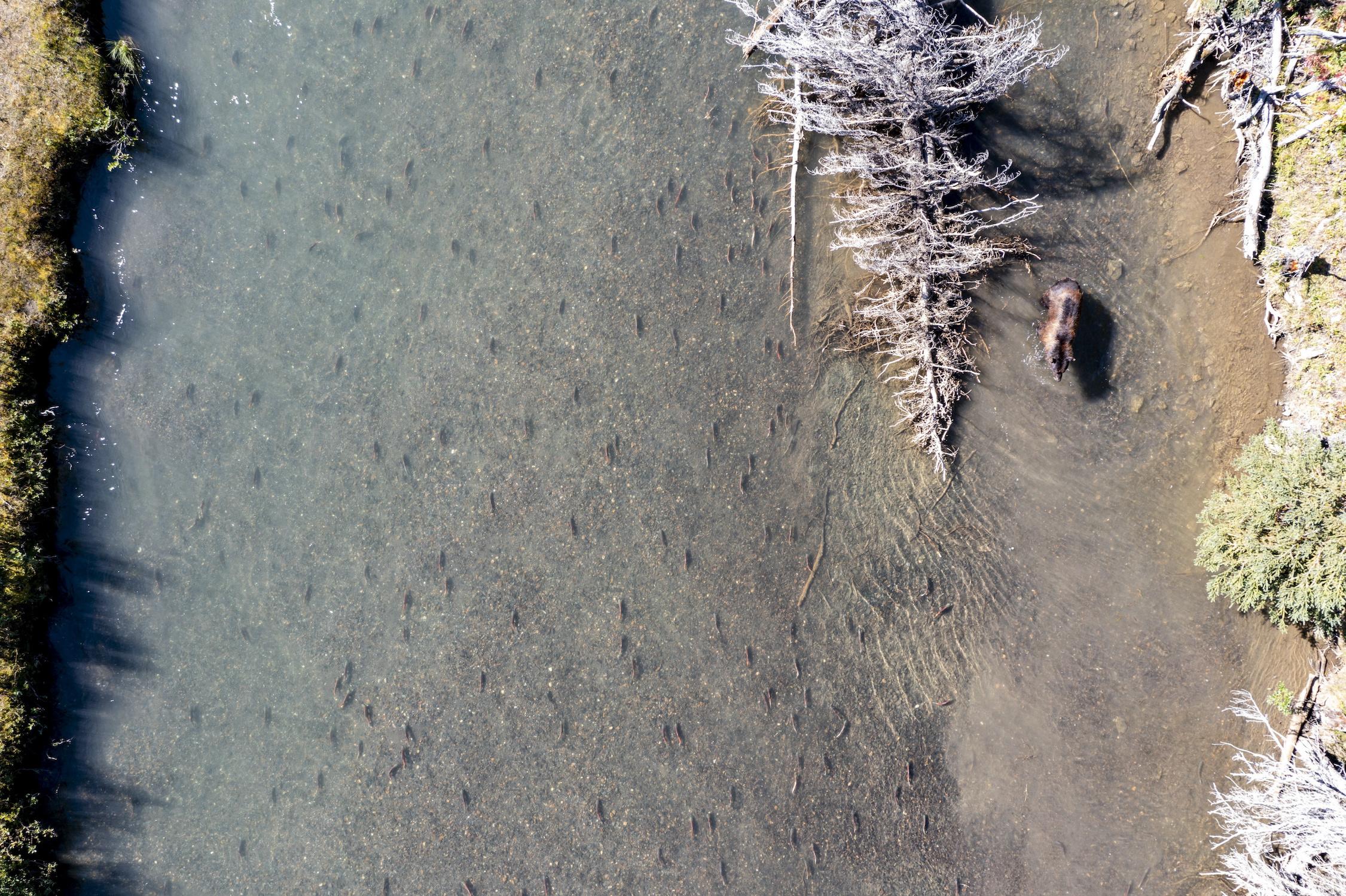 In August 2021, Parks Canada captured this drone shot of a grizzly fishing for Kokanee Salmon.