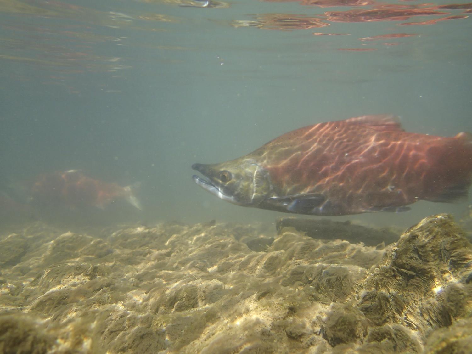 Kokanee salmon turn red when they're ready to spawn.