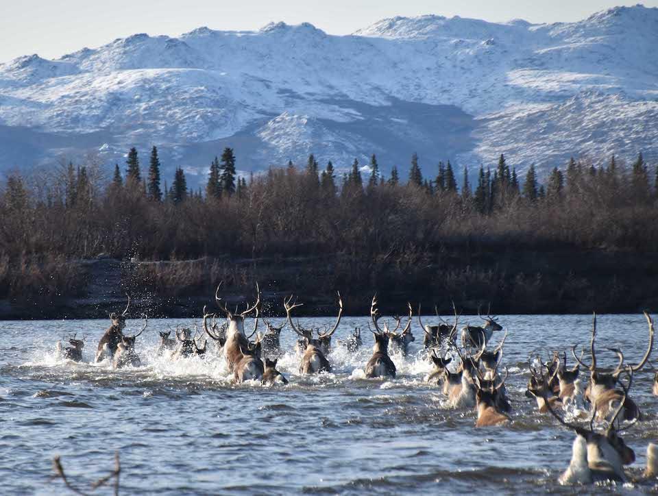 Caribou crossing the Noatak River/NPS, Kyle Joly