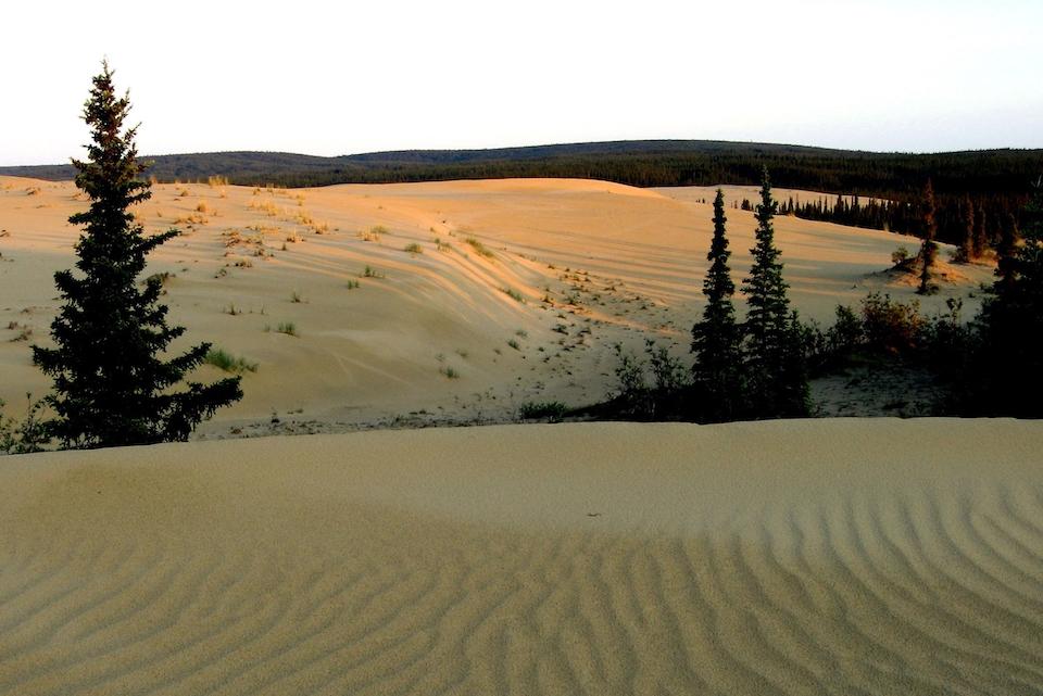 Dunes and trees at Kobuk Valley National Park/NPS