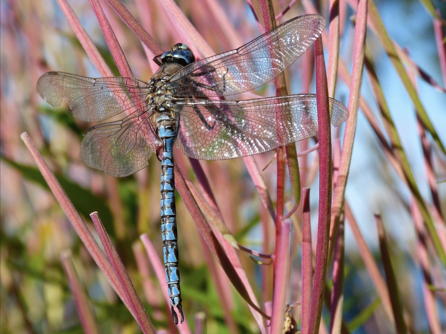 An adult Azure Darner dragonfly at Lake Clark National Park and Preserve/NPS