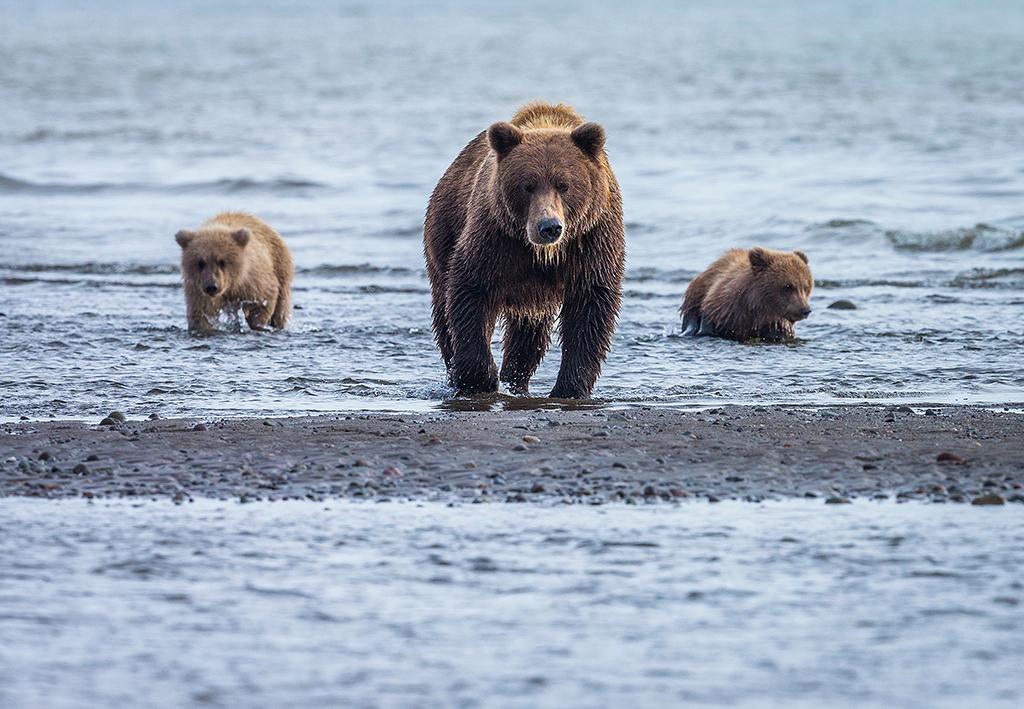 Walking through the water of Cook Inlet, Lake Clark National Park &amp;amp; Preserve / Rebecca Latson
