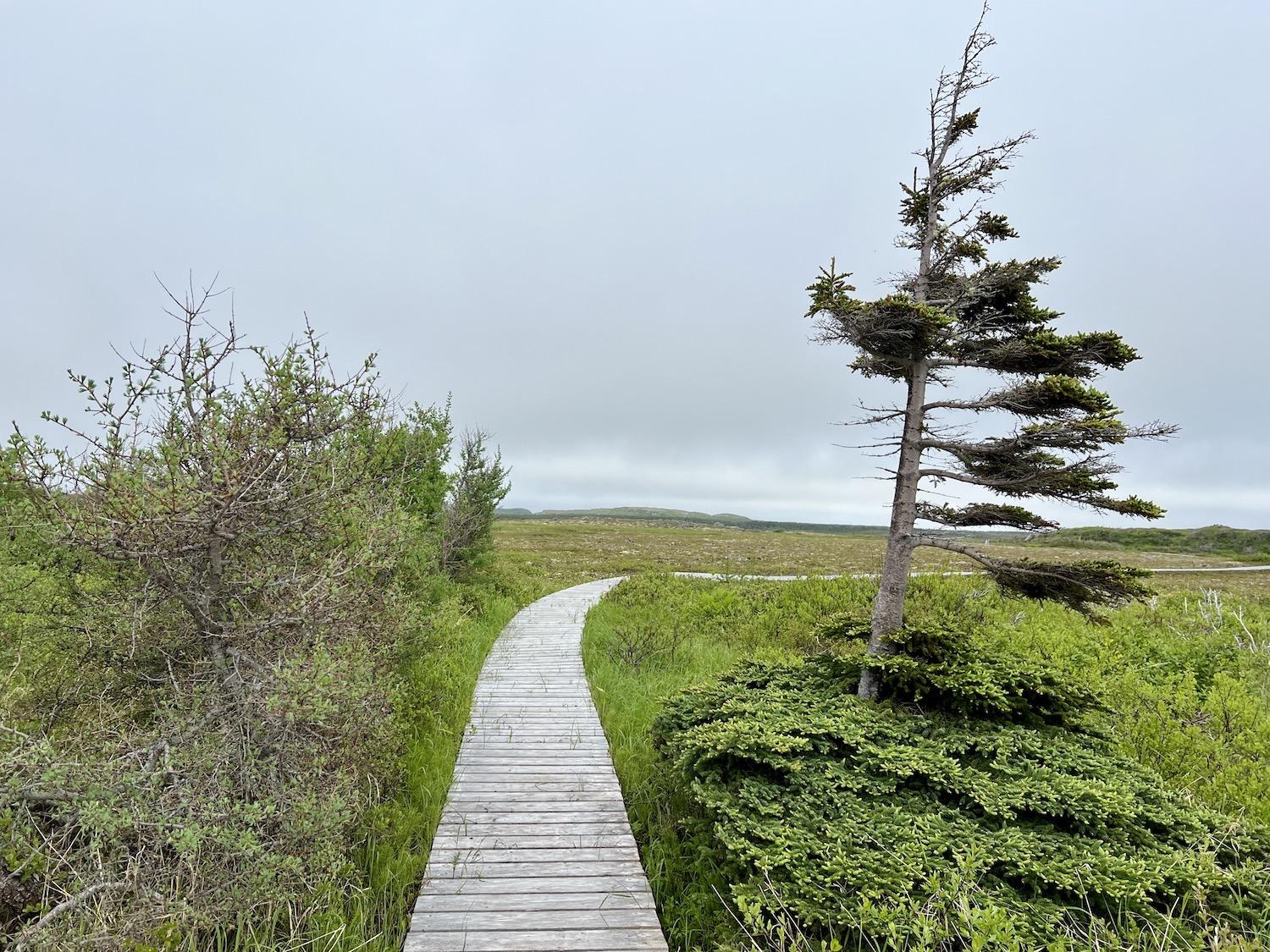 A boardwalk crosses a bog on Birchy Nuddick Trail at L'Anse aux Meadows National Historic Site.