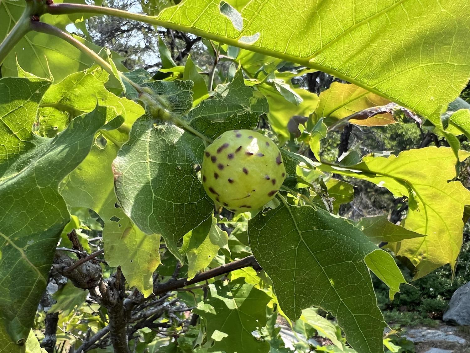 I turned to iNaturalist to identify this Larger Empty Oak Apple Wasp Gall.