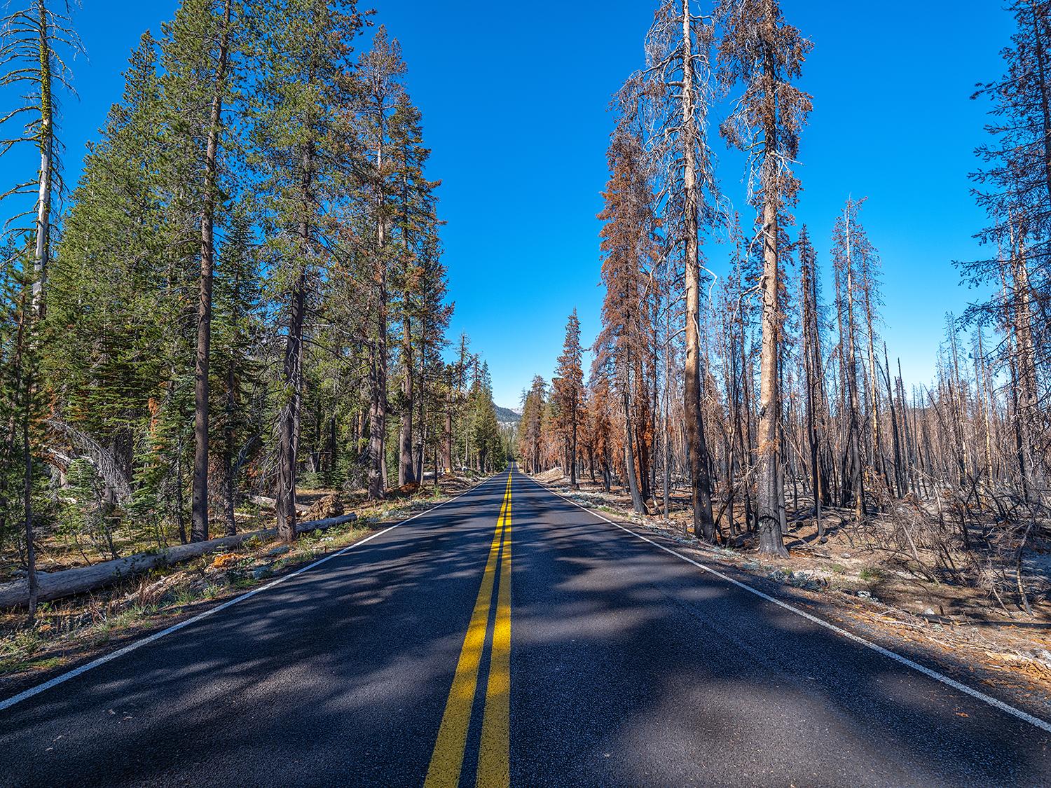 A park road "built-in firebreak," Lassen Volcanic National Park / Rebecca Latson