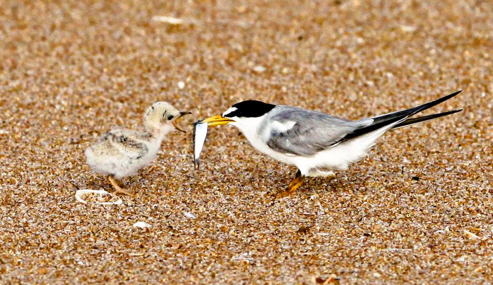 Least terns have returned to Buck Island Reef National Monument to nest/Craig O'Neal file