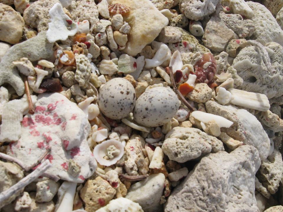 Least tern eggs also can be hard to pick out/USFWS, Claudia Lombard file