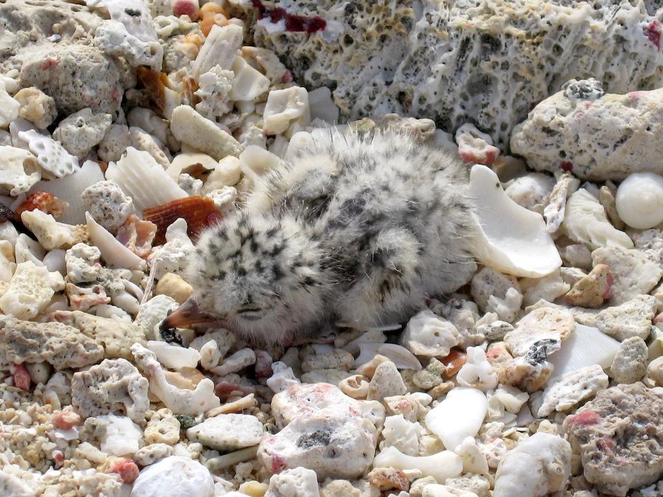 Least tern chicks at St. Croix can be hard to spot/USFWS, Claudia Lombard