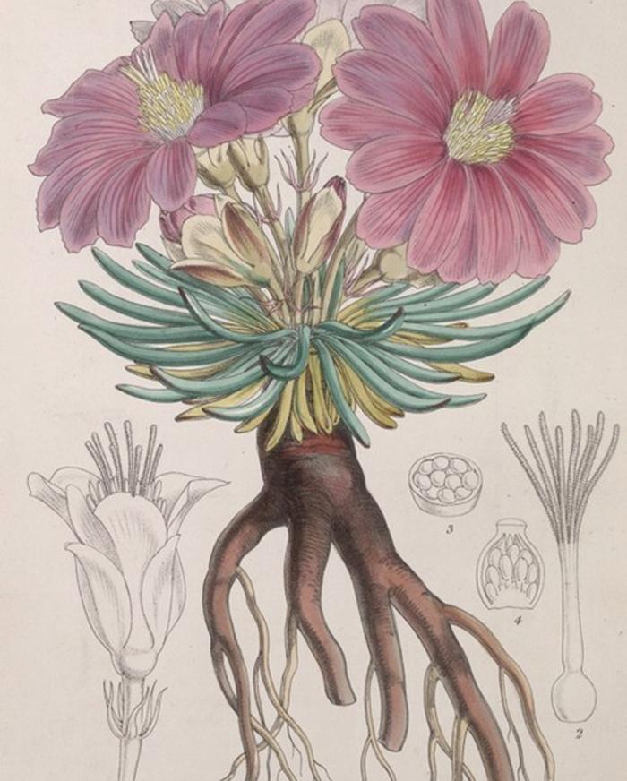 Image of a bitterroot flower, Lewis and Clark National Historic Trail / NPS via Curtis American Botanical 1836 via Public Domain