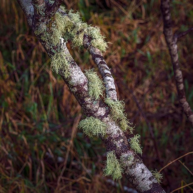 Patches of moss on the tree, Middle Village/Station Camp, Louis and Clark National Historic Trail / Rebecca Latson