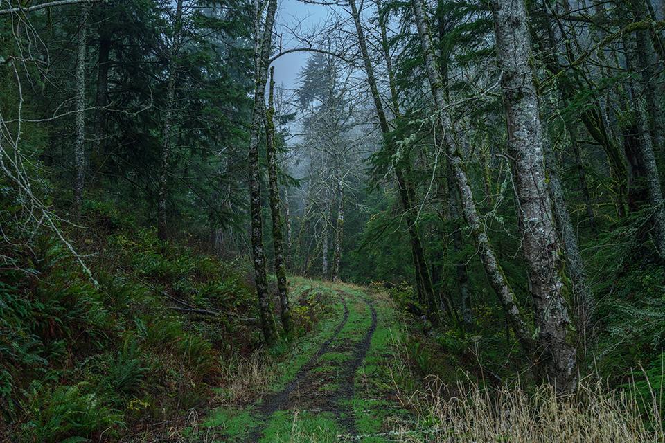A dirt-and-grass road into the forest, Louis and Clark National Historic Trail / Rebecca Latson