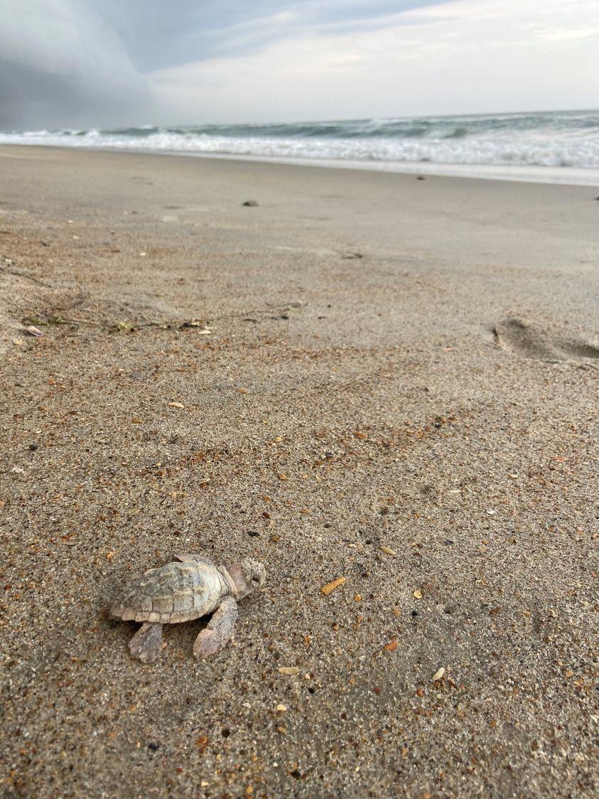 leucistic turtle