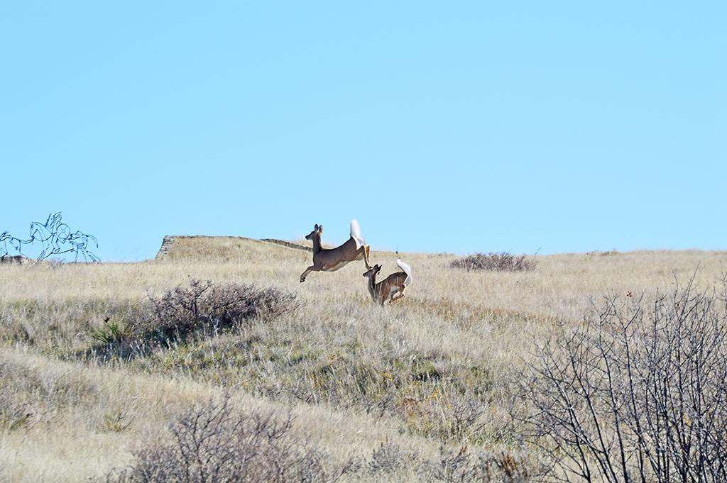Two white tail deer running past the Indian Memorial, Little Bighorn Battlefield National Monument / National Park Service