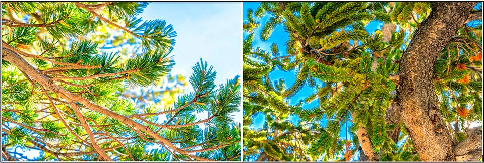 The needle arrangement of a limber pine versus a bristlecone pine, Great Basin National Park / Rebecca Latson