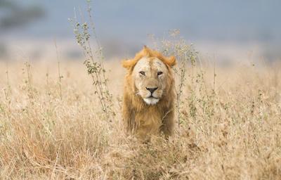 Lion/Mark Hendricks 400