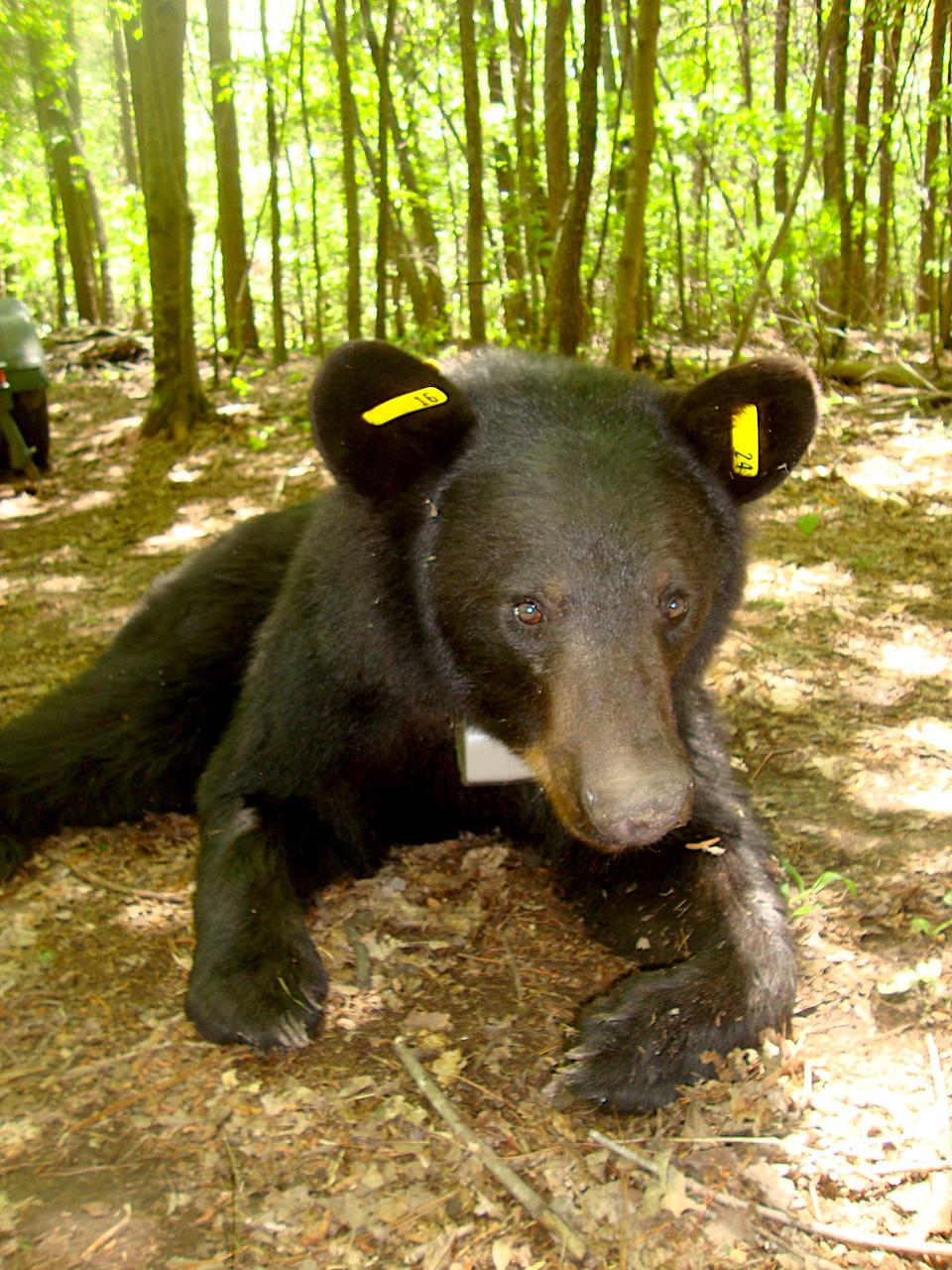 This black bear has been exploring new territory within and nearby Little River Canyon National Preserve/Jane Schneider