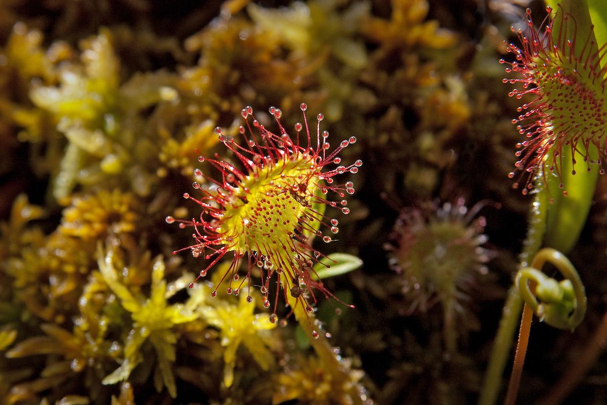 The carnivorous Round-leaved Sundew (dew plant) can be found in La Mauricie.