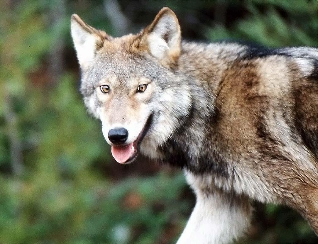 La Mauricie has a diversity of flora and fauna, including wolves.