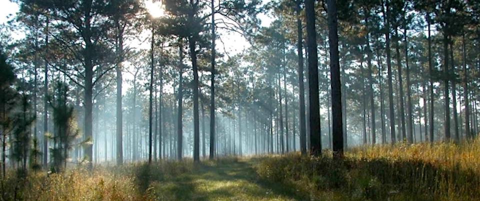 Longleaf pine forest/National Fish and Wildlife Foundation, Christine Ambrose