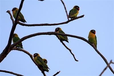 Lovebirds/Mark Hendricks