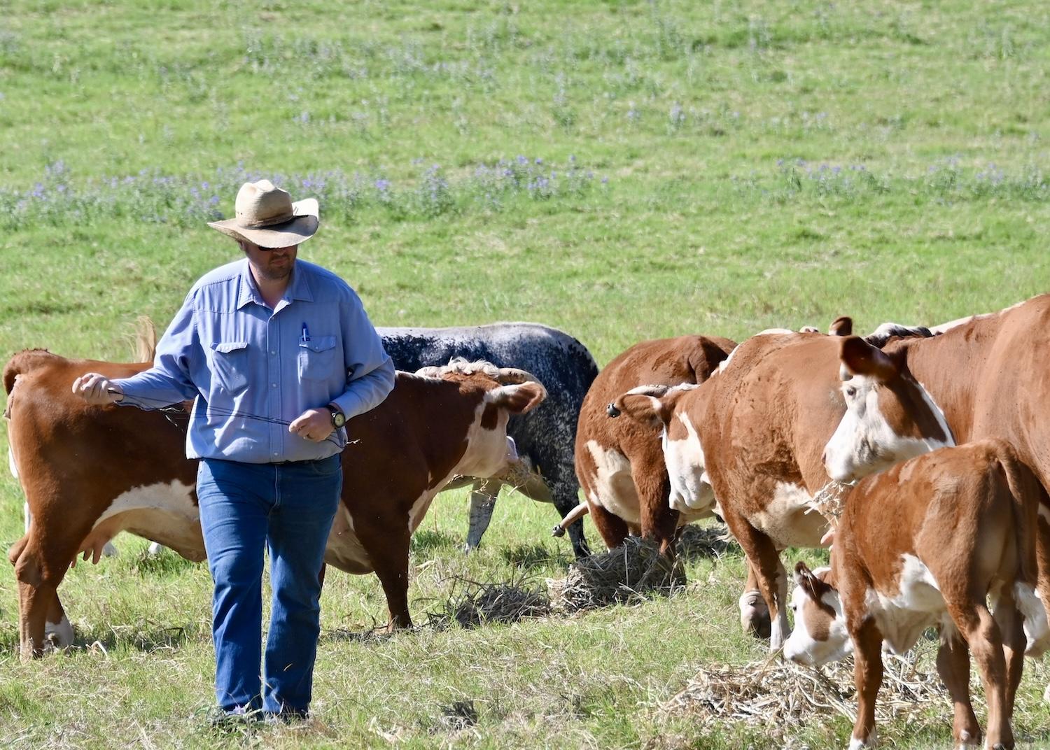 LBJ Ranch foreman Clint Herriman inspects the cattle.