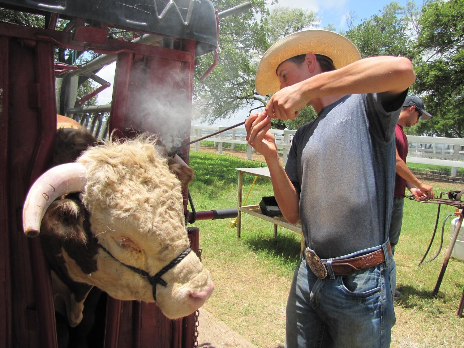 A rancher brands the horn of a Hereford at LBJ Ranch.