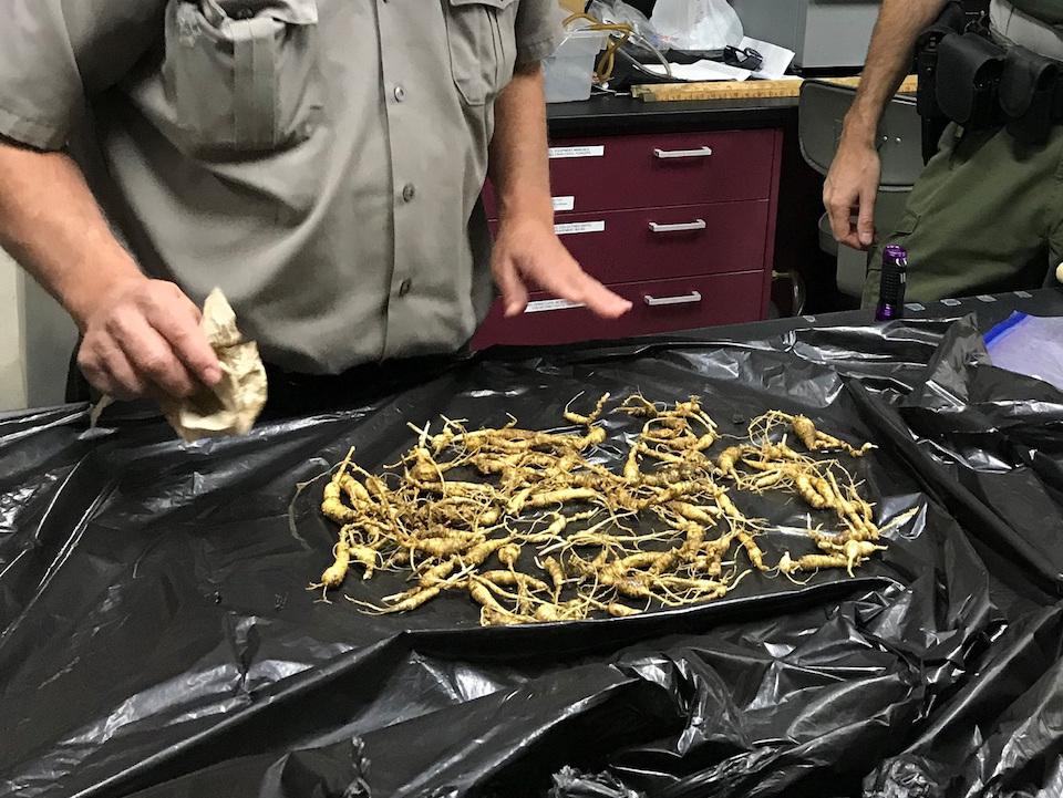 Ginseng roots poached from Mammoth Cave National Park/NPS