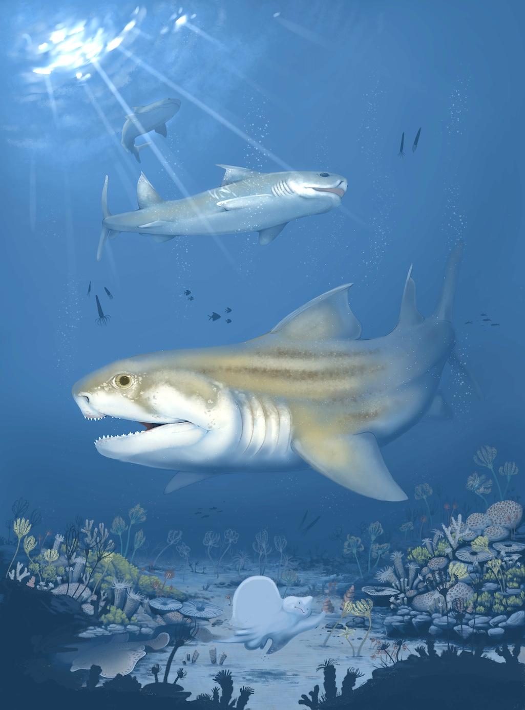 A reconstruction of the new Middle to Late Mississippian ctenacanth sharks from Mammoth Cave National Park and northern Alabama. Glikmanius careforum is seen swimming in the foreground with two Troglocladodus trimblei swimming above/Artwork by Benji Payn