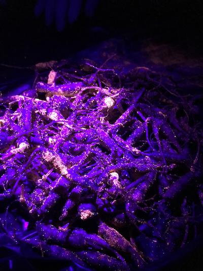 Ginseng roots with phosphorescent dye/NPS