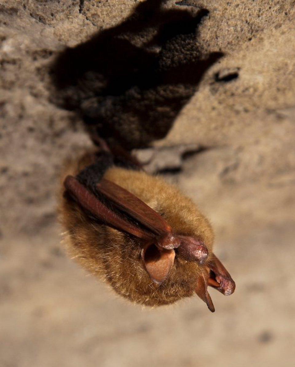 White-nose fungus leads to loss of 75-80 percent of tri-colored bats at Mammoth Cave National Park/NPS