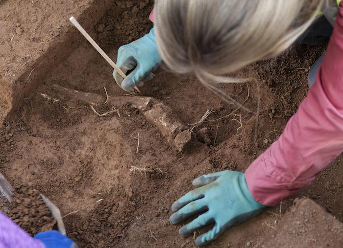 : Field  Technician Erin  Godwin excavates  an  amputated  limb/Kate  D.  Sherwood,  Smithsonian  Institution