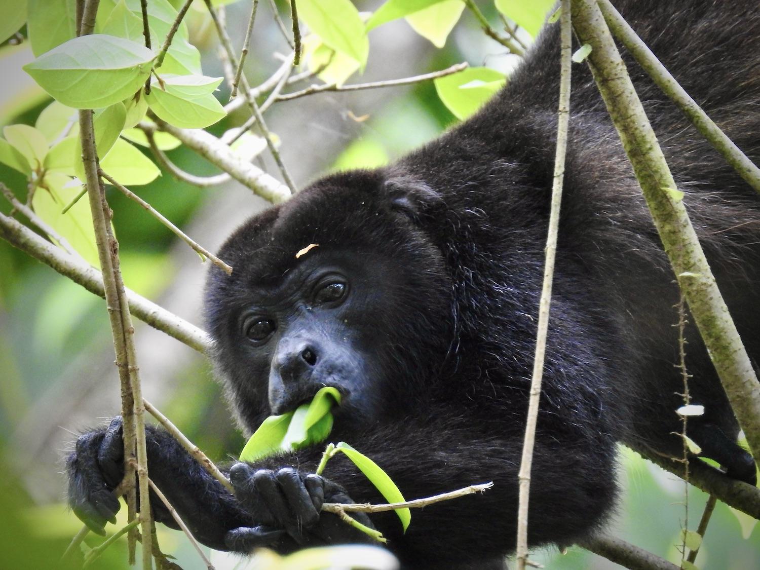 Mantled howler monkeys make an incredible racket in the rainforest.