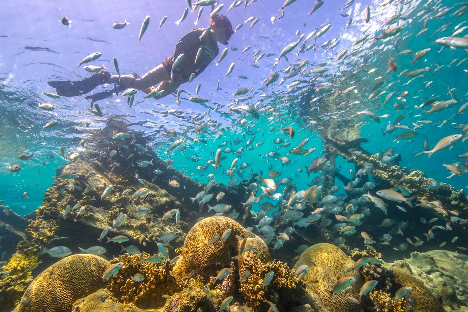 Marine reserves can help bolster the health of fisheries/NPS