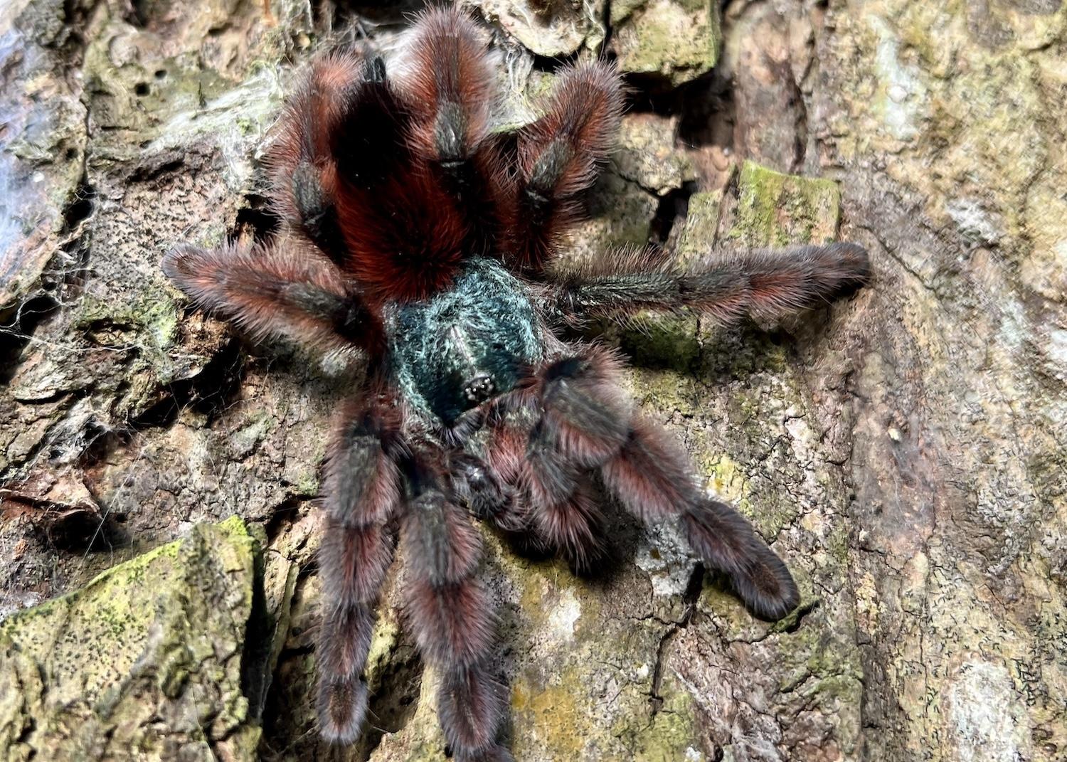 At Habitation Céron, this lovely and docile tarantula (Matoutou Falaise) lives on trees.
