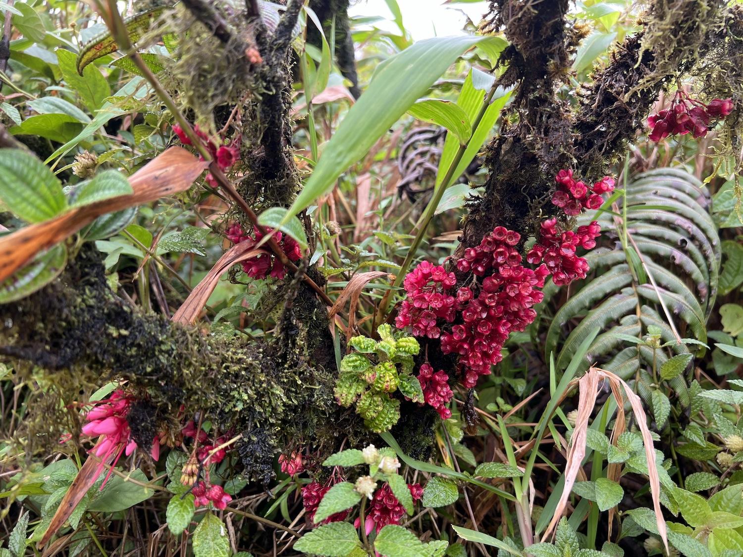 Some of the pretty, though likely invasive, flora on Mount Pelée.