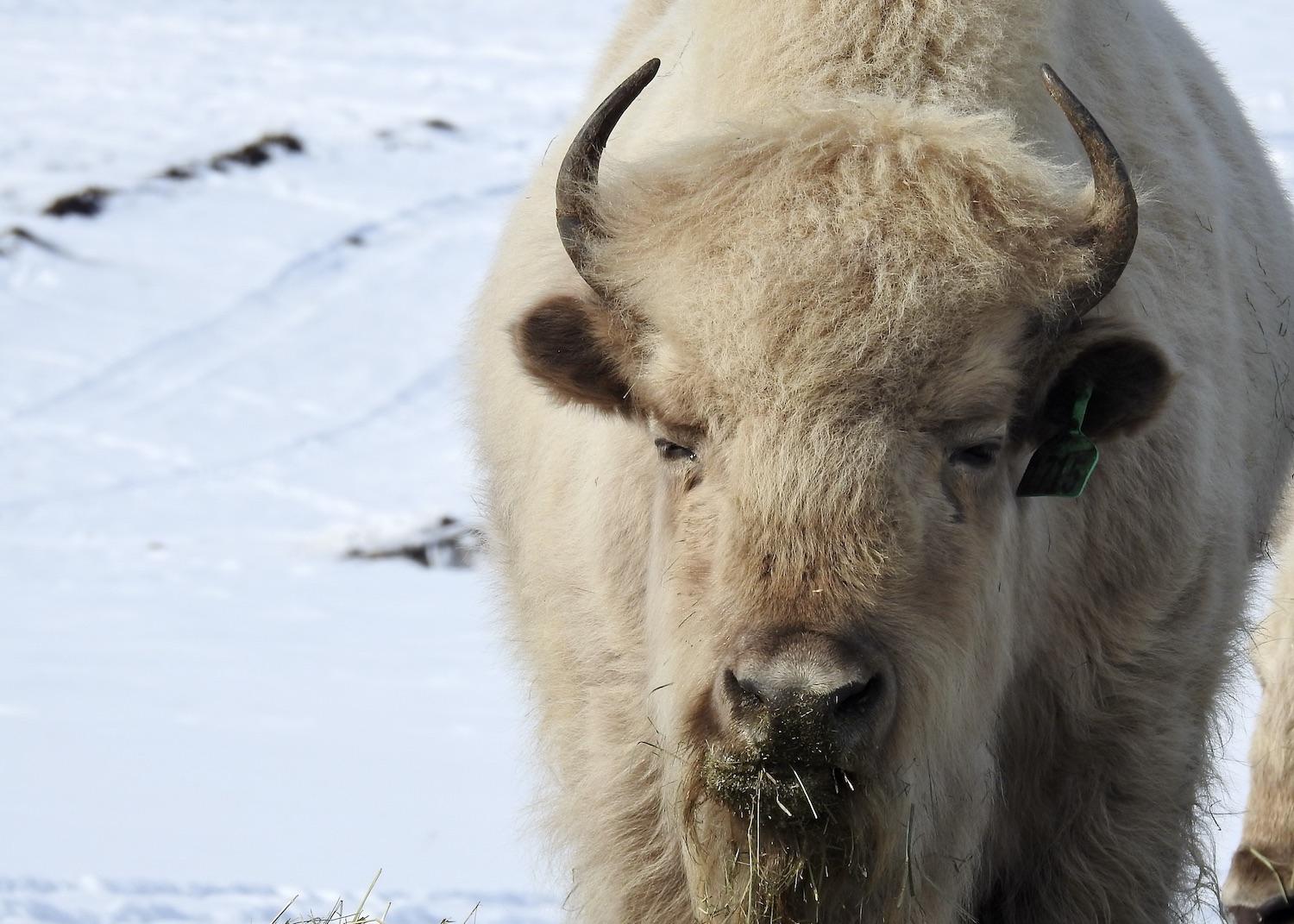 A white bison spotted during a guided tour by vehicle of the Visions, Hopes and Dreams at Métis Crossing Wildlife Park.