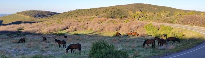 Feral horses at Mesa Verde National Park/NPS