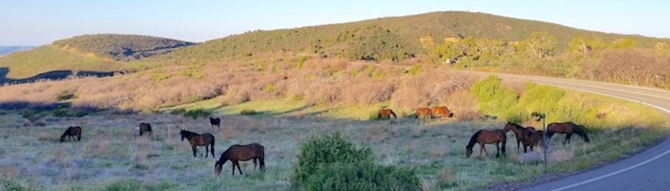 Mesa Verde National Park staff have received permission to remove trespassing cattle and horses from the park/NPS file