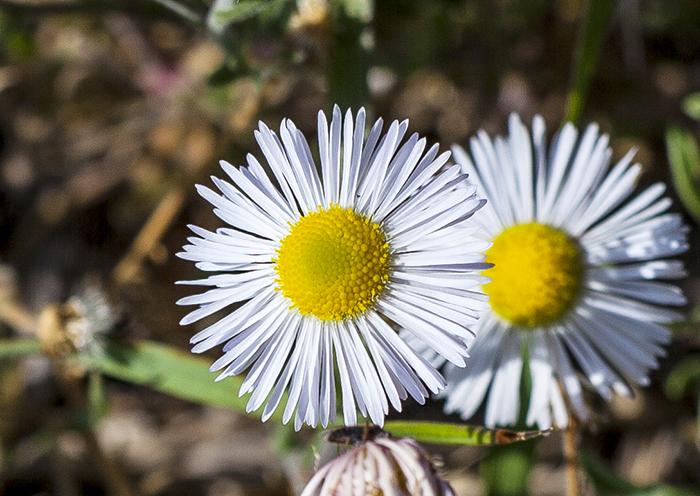 Fleabane