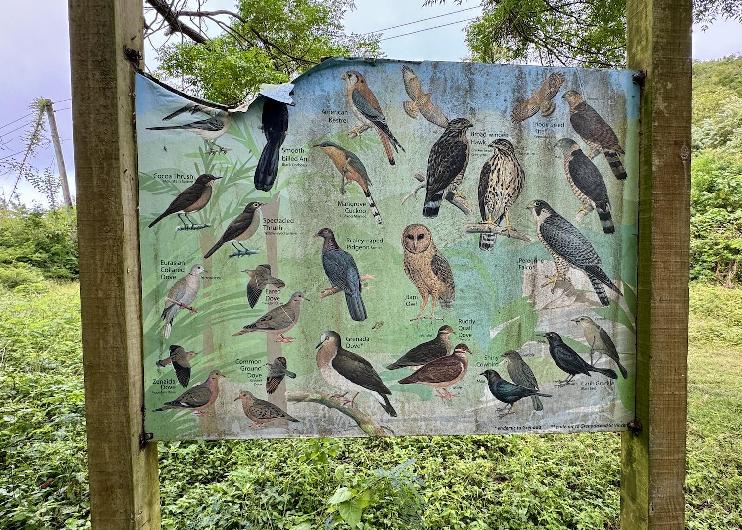 A two-sided display at Mt. Hartman National Park & Dove Sanctuary reveals the birds to expect in Grenada.