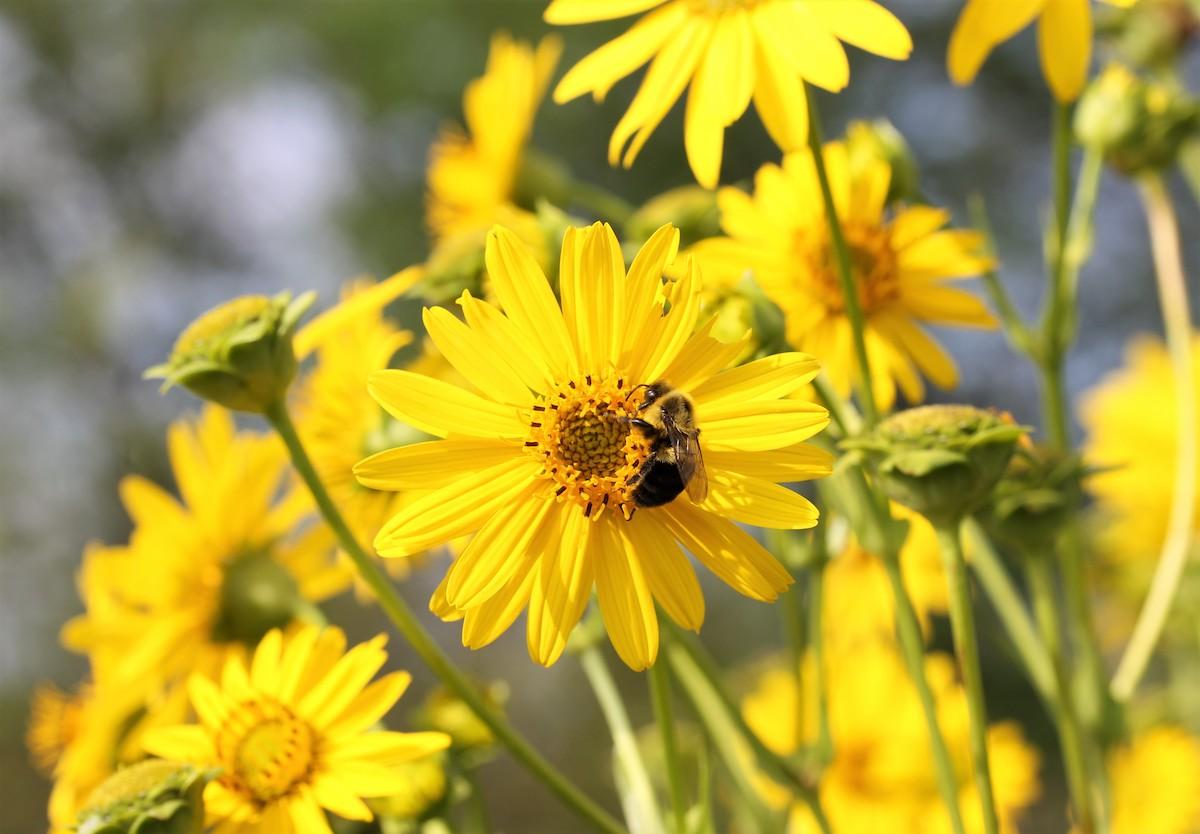 While monarchs get all the attention, bees and other pollinators need help, too.