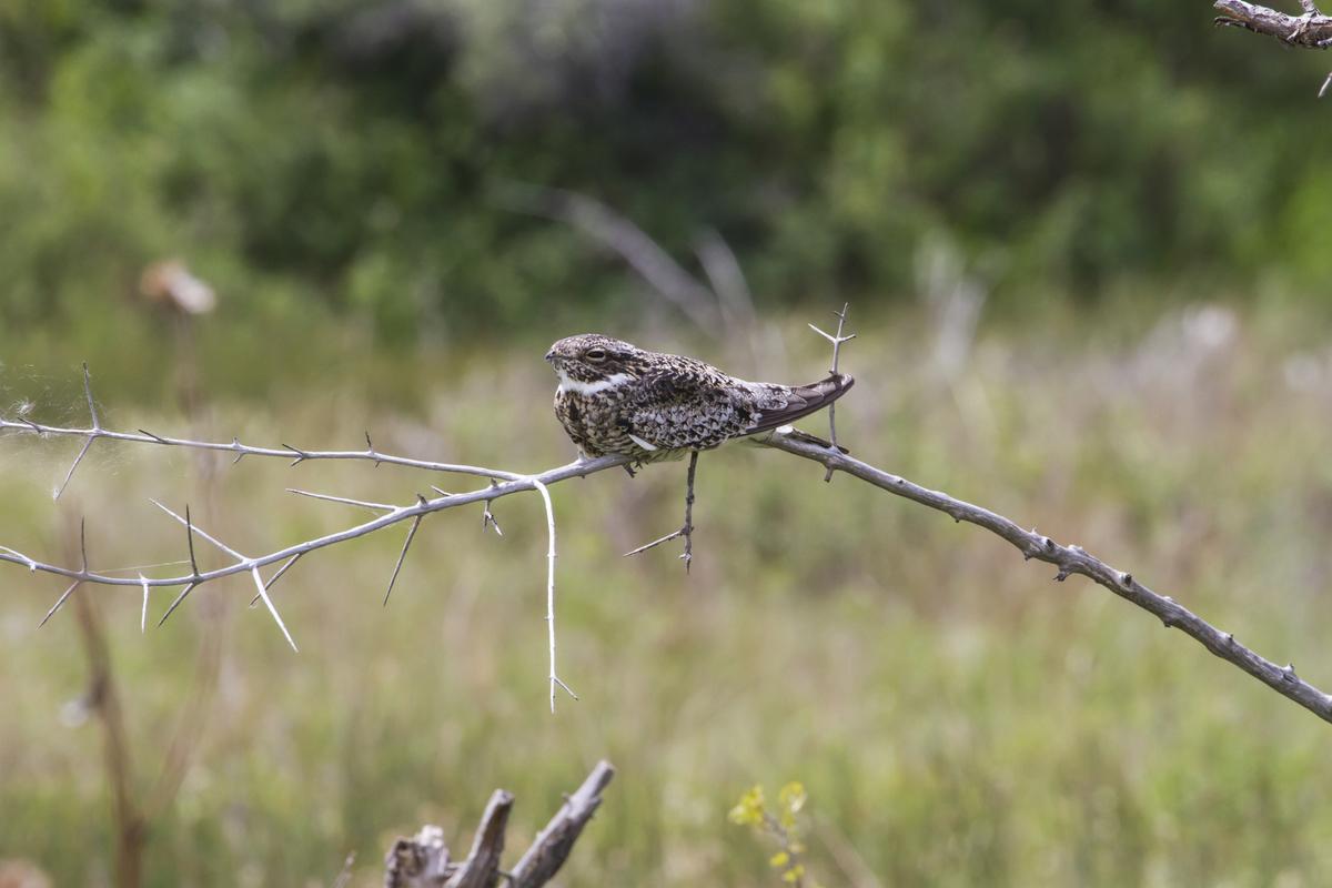 A common nighthawk in one of Parks Canada's national parks.