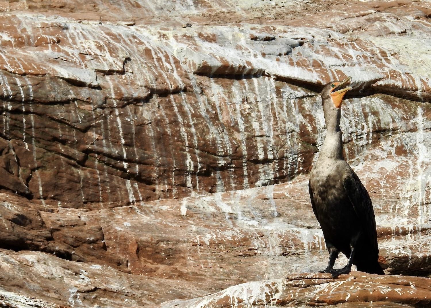 Cormorants "paint" the rocks white with their poop — a strangely beautiful site  in the Magdalen Islands.