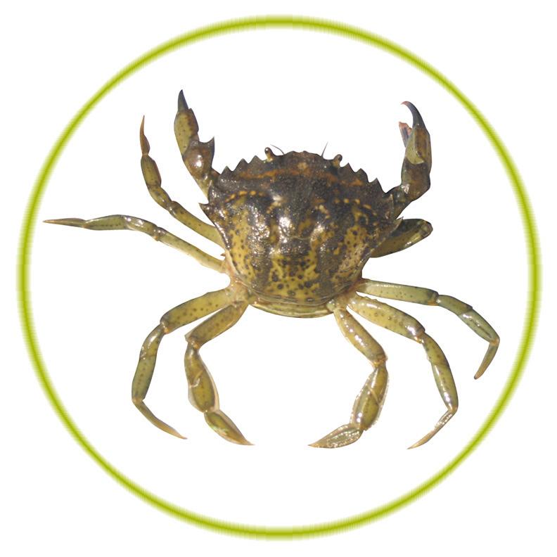 European green crabs are an invasive species.
