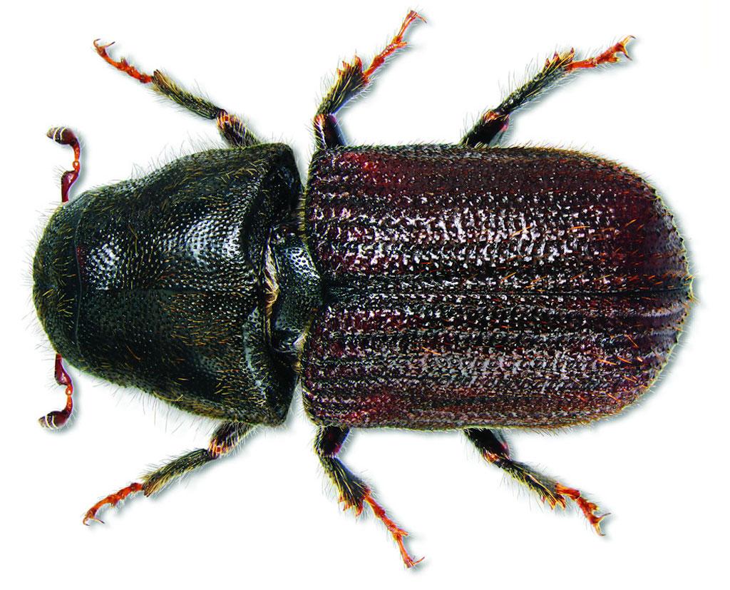 What a mountain pine beetle looks like.