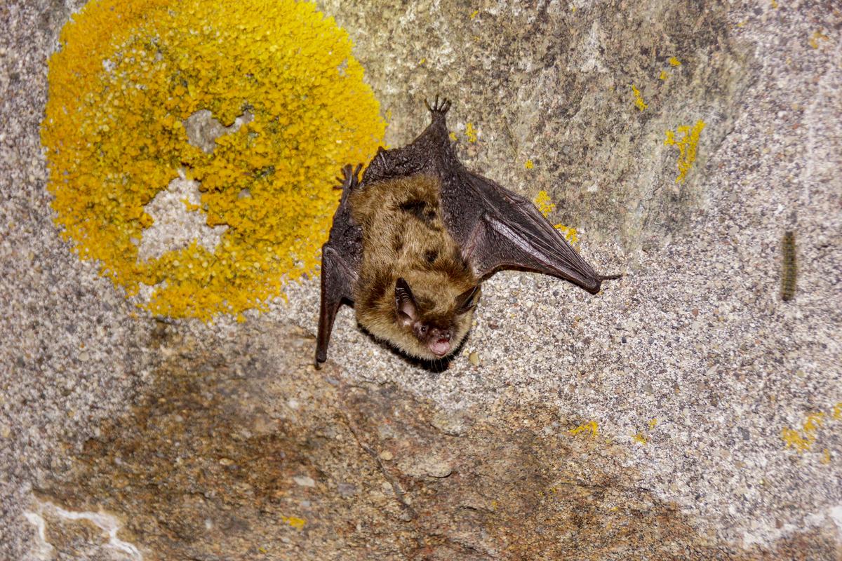 A northern long-eared bat.